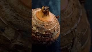 Кипрский суп Таро. Как приготовить самый вкусный суп? Рецепт идеального супа. #шефшаров #500супов