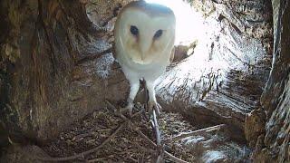 Barn Owl v Kestrel v Tawny Owl - Battle Over Territory | Gylfie & Finn | Robert E Fuller