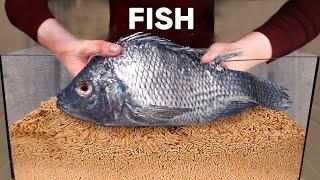 10.000 Belatung VS Ikan | Seberapa Cepat Belatung Memakan Ikan?