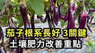 種茄子如何改善土壤肥力？種植期間根系長好的3個關鍵 | 阿星種植