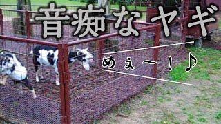 【爆笑】【腹筋崩壊】音痴なヤギ　鳴き声が志村けん　おっさんみたいなヤギ　Funny Goats Screaming