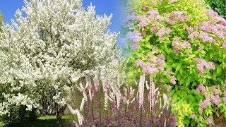 Great Landscaping Trees, Shrubs and Perennials # 2