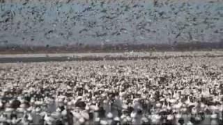 1.2 Million Snow Geese Migrating UNBELIEVABLE!!!!