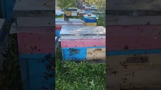 Кассетный лежак мёд с гречки до 70 кг #пчеловодство #пчелаглу #bee