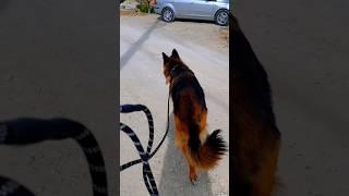 Как научить не тянуть поводок? #немецкаяовчарка #germanshepherd #овчарка #doglife #мем #мемсобака