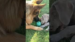 Björn Weimaraner & German Shepherd - Bigone and smallone play games  #weimaraner #germanshepherd