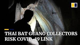 Thailand’s bat guano collectors undeterred by potential coronavirus connection