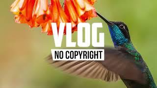 FIVILI - Tropical Bird (Vlog No Copyright Music)