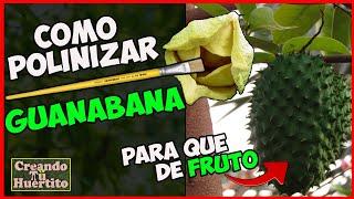 CÓMO POLINIZAR GUANÁBANA PARA QUE DE FRUTOS - HOW TO POLLINATE GUANÁBANA FOR FRUIT