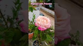 दो दिलों की ये प्रेम कहानी #youtubeshorts #like #funny #flowers #householdplants