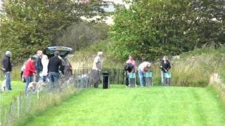 Pedigree Whippet Racing in Scotland