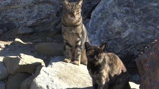 Free-roaming cats makes themselves at home along coast