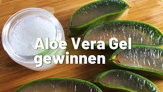 Aloe Vera Gel und Saft selber machen