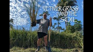 How to dig up Vetiver Grass