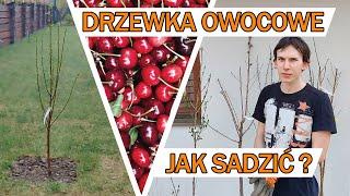 Jak sadzić drzewa owocowe? CZEREŚNIA, WIŚNIA, BRZOSKWINIA, DEREŃ