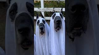 How did we do?!  #rescuedog #fosterdog #ghost #puppy #dogsofyoutube #halloween #thegoodhype