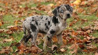 Top 10 Exotic dog breeds