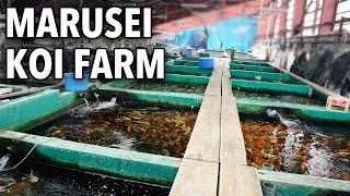 Marusei Koi Farm (Walk Around)