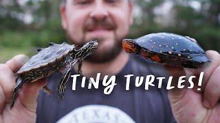 Smallest Turtles and Tortoises in the World