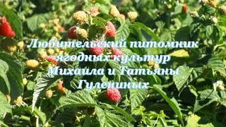 Ежевика "Небеса могут подождать"