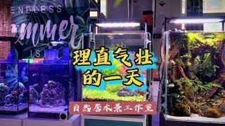 理直气壮的一天，#玻璃缸中的大自然 #鱼缸造景 #草缸 #水草造景~家庭和办公室的大自然【自然居水景记】