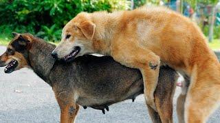 Dog mating | animal mating | Funny animals | #cutedog #cute #animals