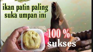 BARU TAU   !!! Ternyata ini umpan terbaik mancing ikan patin || umpan jitu ikan patin