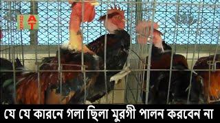 যে যে কারনে গলা ছিলা মুরগী পালন করবেন না | Gola chila murgi | blri | Bayezid Moral