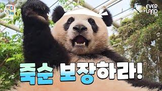 Aibao and Lebao, When life gives you tangerines｜#PandaAndSong #204