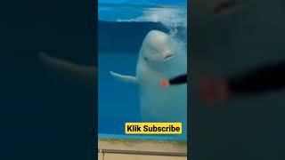 White Dolphin #shorts #dolphin #fish