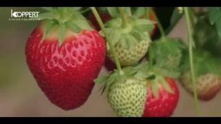 Strawberry pollination with Koppert bumblebees - NFFC