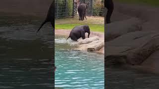 Brazos the Asian Elephant calf #fortworthzoo