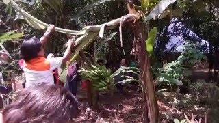 How to Cut Down A Banana Tree