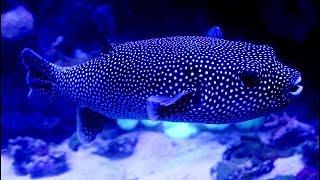 Beautiful Black Guineafowl Puffer Fish  ( Arothron meleagris)