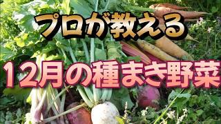 12月に種まき、植え付けする野菜。農家の私がやるものも紹介します。