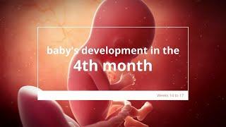 Baby's Development in Month 4 of #Pregnancy | Fetal Growth & Development | 4 Months #Pregnant