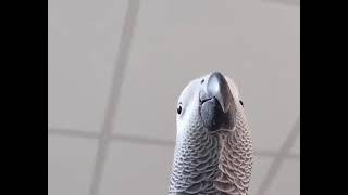 Bird making Samsung notification sounds