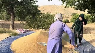 Harvesting Wheat by Hand in Afghanistan Jaghori