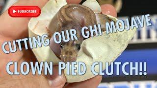 CUTTING OUR GHI MOJ CLOWN PIED CLUTCH!!!