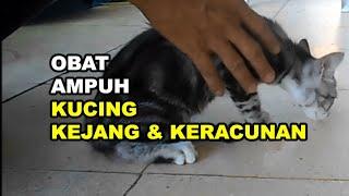 GT-KL #10 Cara Mengatasi Kucing Kejang Infeksi dan Kejang Keracunan, obatnya Apa saja?