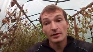 Бизнес на огурцах. Сколько я заработал на огурцах.
