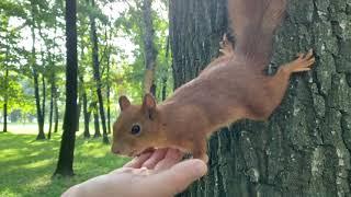 Самое милое видео с белкой. Гладим белку. Try to feed the squirrel. The sweetest squirrel video