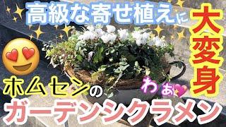 【ガーデンシクラメン】ホームセンターで購入した¥298のガーデンシクラメンが、高級感のある寄せ植えに/ 絶対守るべき植え付けルールとは？ / 挿し芽で増やしたグリーンが重要【ガーデニング】