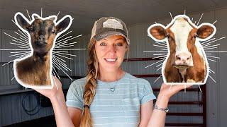 Should You Get a Milk Cow OR Dairy Goat for YOUR Homestead?