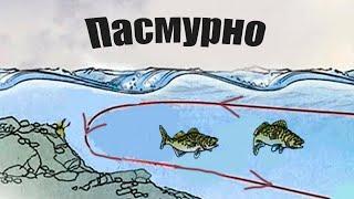 Почему в пасмурную погоду, бесполезно ехать на рыбалку?