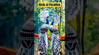 Birds of Paradise #Paradise #Birds #Parrot