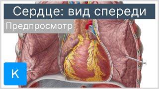 Сердце: вид спереди (предпросмотр) - Анатомия человека | Kenhub