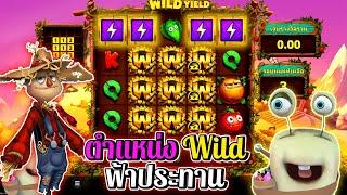 ตำแหน่งWildฟ้าประทาน‼ | Wild Yield