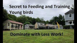 Secret to Feeding and Training Young Birds. Dominate with Less Work!