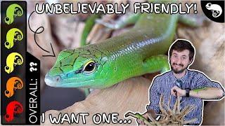 Emerald (Green) Tree Skink, The Best Pet Lizard?